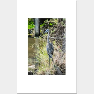 Great Blue Heron Posters and Art